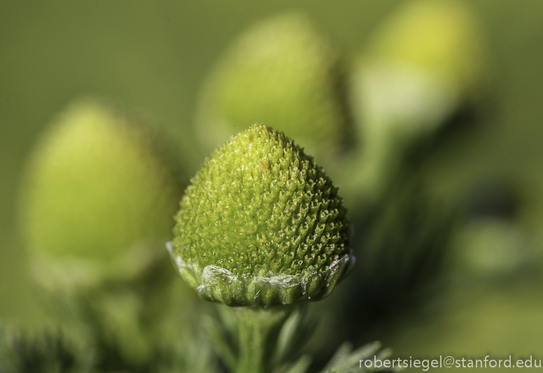 pineappleweed